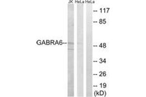 Western blot analysis of extracts from HeLa/Jurkat cells, using GABRA6 Antibody. (GABRA6 抗体  (AA 61-110))