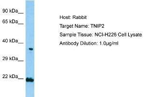 Host: RabbitTarget Name: TNIP2Antibody Dilution: 1. (TNIP2 抗体  (N-Term))