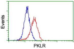 Image no. 2 for anti-Pyruvate Kinase, Liver and RBC (PKLR) antibody (ABIN1500245) (PKLR 抗体)