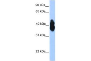 Western Blotting (WB) image for anti-Oligodendrocyte Lineage Transcription Factor 2 (OLIG2) antibody (ABIN2460231) (OLIG2 抗体)