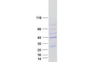 Western Blotting (WB) image for Actin Related Protein M1 (ARPM1) protein (Myc-DYKDDDDK Tag) (ABIN2714943)
