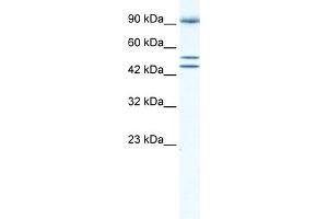 WB Suggested Anti-BRD2 Antibody Titration:  0. (BRD2 抗体  (Middle Region))