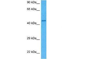 Host:  Mouse  Target Name:  MITF  Sample Tissue:  Mouse Liver  Antibody Dilution:  1ug/ml (MITF 抗体  (Middle Region))