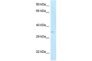 WB Suggested Anti-Cdk5r1 Antibody Titration: 1. (CDK5R1 抗体  (C-Term))