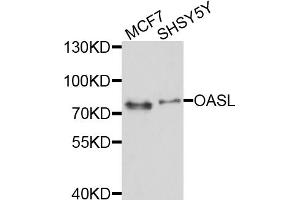 Western blot analysis of extracts of various cell lines, using OASL antibody (ABIN4904604) at 1:1000 dilution. (OASL 抗体)