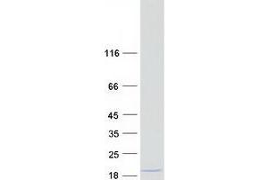 Western Blotting (WB) image for Lectin, Galactoside-Binding, Soluble, 13 (LGALS13) protein (Myc-DYKDDDDK Tag) (ABIN2721603)