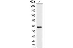 Western blot analysis of API5 expression in HeLa (A) whole cell lysates.