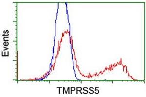 HEK293T cells transfected with either RC223774 overexpress plasmid (Red) or empty vector control plasmid (Blue) were immunostained by anti-TMPRSS5 antibody (ABIN2454956), and then analyzed by flow cytometry. (TMPRSS5 抗体)