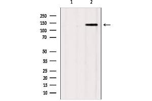 Western blot analysis of extracts from mouse brain, using GAK Antibody. (GAK 抗体  (N-Term))