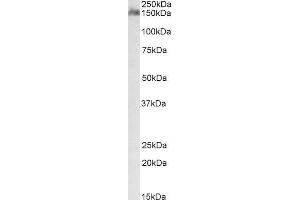 ABIN571091 (1µg/ml) staining of Human Cerebellum lysate (35µg protein in RIPA buffer). (CSMD1 抗体  (Internal Region))