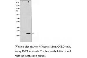 Western Blotting (WB) image for anti-Tumor Necrosis Factor alpha (TNF alpha) antibody (ABIN1846088) (TNF alpha 抗体)
