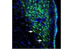 Expression of ASIC channels in rat locus coeruleus - Immunohistochemical staining of perfusion-fixed rat brain frozen sections using Anti-pan ASIC (extracellular) Antibody (ABIN7042913, ABIN7045258 and ABIN7045259), (1:400), followed by goat-anti-rabbit-AlexaFluor-488.
