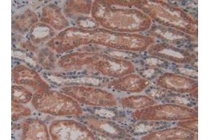 IHC-P analysis of Human Kidney Tissue, with DAB staining. (HFE2 抗体  (AA 41-386))