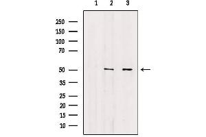 Western blot analysis of extracts from various samples, using Annexin VII antibody. (Annexin VII 抗体  (N-Term))
