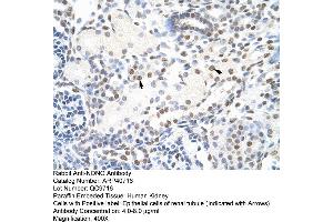 Immunohistochemistry (IHC) image for anti-Non-POU Domain Containing, Octamer-Binding (NONO) (C-Term) antibody (ABIN2779028)