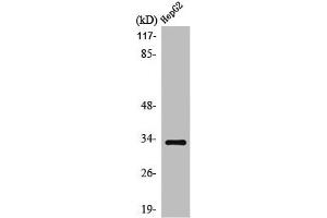 Western Blot analysis of HepG2 cells using ODC Polyclonal Antibody (SLC25A21 抗体  (Internal Region))