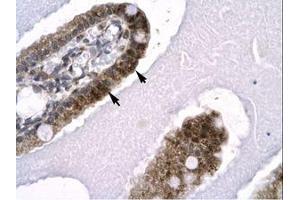 Image no. 1 for anti-SNW Domain Containing 1 (SNW1) (AA 103-152) antibody (ABIN6735801) (SNW1 抗体  (AA 103-152))