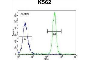 Flow cytometric analysis of K562 cells using NOS3 Antibody  (right histogram) compared to a negative control cell (left histogram). (ENOS 抗体  (AA 1163-1191))
