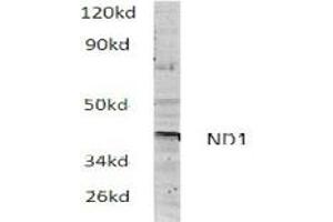 Image no. 1 for anti-Mitochondrially Encoded NADH Dehydrogenase 1 (MT-ND1) antibody (ABIN317922) (MT-ND1 抗体)