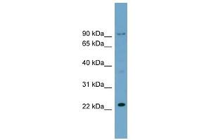C15ORF15 antibody used at 0. (RSL24D1 抗体  (Middle Region))