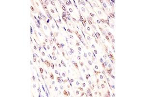 (ABIN6242936 and ABIN6578146) staining Mouse Med12 in mouse stomach sections by Immunohistochemistry (IHC-P - paraformaldehyde-fixed, paraffin-embedded sections). (MED12 抗体  (C-Term))