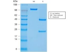 SDS-PAGE (SDS) image for anti-Protein tyrosine Phosphatase, Receptor Type, C (PTPRC) antibody (ABIN6940452)