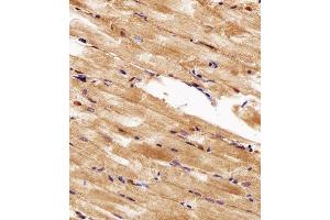 Immunohistochemical analysis of paraffin-embedded Z. (HSP90AA1 抗体  (AA 229-263))