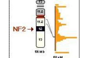 Image no. 2 for anti-Neurofibromin 2 (NF2) (pSer518) antibody (ABIN104130) (Merlin 抗体  (pSer518))