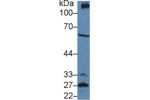 Western blot analysis of Mouse Kidney lysate, using Mouse PCX Antibody (5 µg/ml) and HRP-conjugated Goat Anti-Rabbit antibody ( (PODXL 抗体  (AA 171-404))