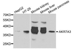 Western blot analysis of extracts of various cell lines, using AKR7A3 antibody. (AKR7A3 抗体  (AA 1-331))