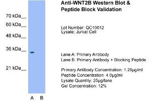 Host:  Rabbit  Target Name:  WNT2B  Sample Type:  Jurkat  Lane A:  Primary Antibody  Lane B:  Primary Antibody + Blocking Peptide  Primary Antibody Concentration:  1. (WNT2B 抗体  (Middle Region))