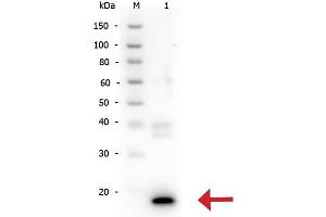 Western Blot of Rabbit anti-IL-10 antibody. (IL-10 抗体)