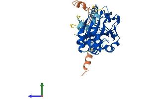 Protein Structure (PS) image for Aspartate beta-Hydroxylase Domain Containing 2 (ASPHD2) (AA 1-343) protein (His tag) (ABIN7558369)