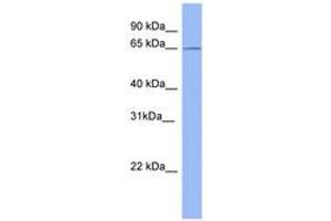 Image no. 1 for anti-Methyltransferase Like 3 (METTL3) (AA 503-552) antibody (ABIN6741673) (METTL3 抗体  (AA 503-552))