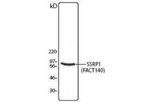 Western Blotting (WB) image for anti-Structure Specific Recognition Protein 1 (SSRP1) antibody (ABIN2666368) (SSRP1 抗体)