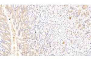 Detection of GSTA4 in Mouse Stomach Tissue using Polyclonal Antibody to Glutathione S Transferase A4 (GSTA4) (GSTA4 抗体  (AA 1-222))