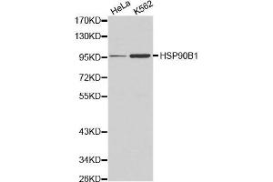 Western blot analysis of Hela cell and K562 cell lysate using HSP90B1 antibody. (GRP94 抗体  (AA 550-650))