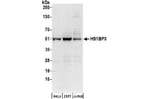 anti-HCLS1 Binding Protein 3 (HS1BP3) (AA 342-392) antibody