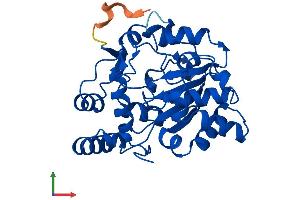 Protein Structure (PS) image for Sulfotransferase Family, Cytosolic, 1C, Member 2 (SULT1C2) (AA 1-296) protein (His tag) (ABIN7561152)