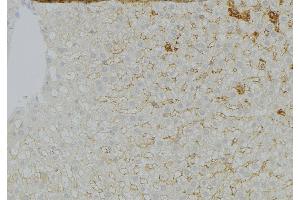 ABIN6272961 at 1/100 staining Mouse liver tissue by IHC-P. (GNMT 抗体  (Internal Region))