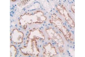 IHC-P analysis of Kidney tissue, with DAB staining. (Nephrin 抗体  (AA 705-1055))