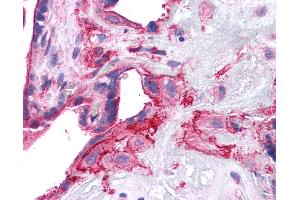 Anti-SNAP23 antibody IHC of human placenta. (SNAP23 抗体  (AA 1-132))