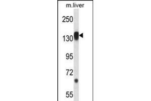 RPS6KC1 Antibody (N-term) (ABIN656394 and ABIN2845689) western blot analysis in mouse liver tissue lysates (35 μg/lane). (RPS6KC1 抗体  (N-Term))