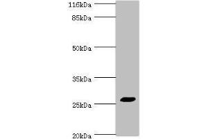 Western blot All lanes: TREM1 antibody at 2 μg/mL + HepG2 whole cell lysate Secondary Goat polyclonal to rabbit IgG at 1/10000 dilution Predicted band size: 27, 18, 26 kDa Observed band size: 27 kDa (TREM1 抗体  (AA 21-205))