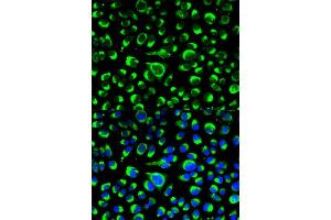 Immunofluorescence analysis of HeLa cell using P4HB antibody.