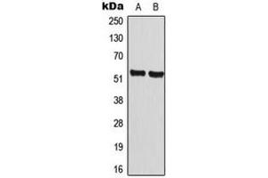 Western blot analysis of Cyclin A1 expression in MCF7 (A), NIH3T3 (B) whole cell lysates. (Cyclin A1 抗体  (C-Term))