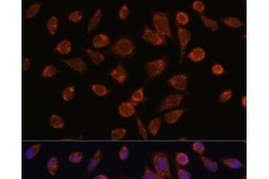 Immunofluorescence analysis of L929 cells using NDUFAF2 Polyclonal Antibody at dilution of 1:100. (NDUFAF2 抗体)