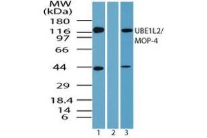 Image no. 1 for anti-Ubiquitin-Like Modifier Activating Enzyme 6 (UBA6) (AA 775-825) antibody (ABIN960395) (UBA6 抗体  (AA 775-825))