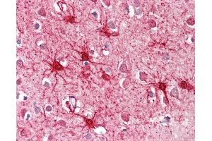 Anti-GLUD1 antibody IHC of human brain, cortex. (GLUD1 抗体  (AA 93-107))