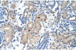Immunohistochemical staining (Formalin-fixed paraffin-embedded sections) of human kidney with FOXR2 polyclonal antibody  at 4-8 ug/mL working concentration. (FOXR2 抗体  (N-Term))